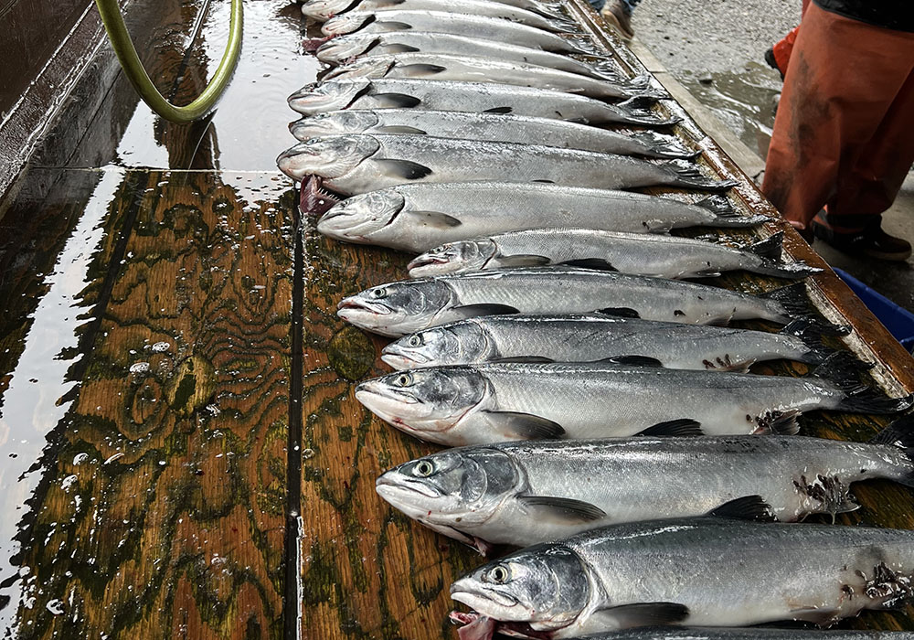 homer halibut