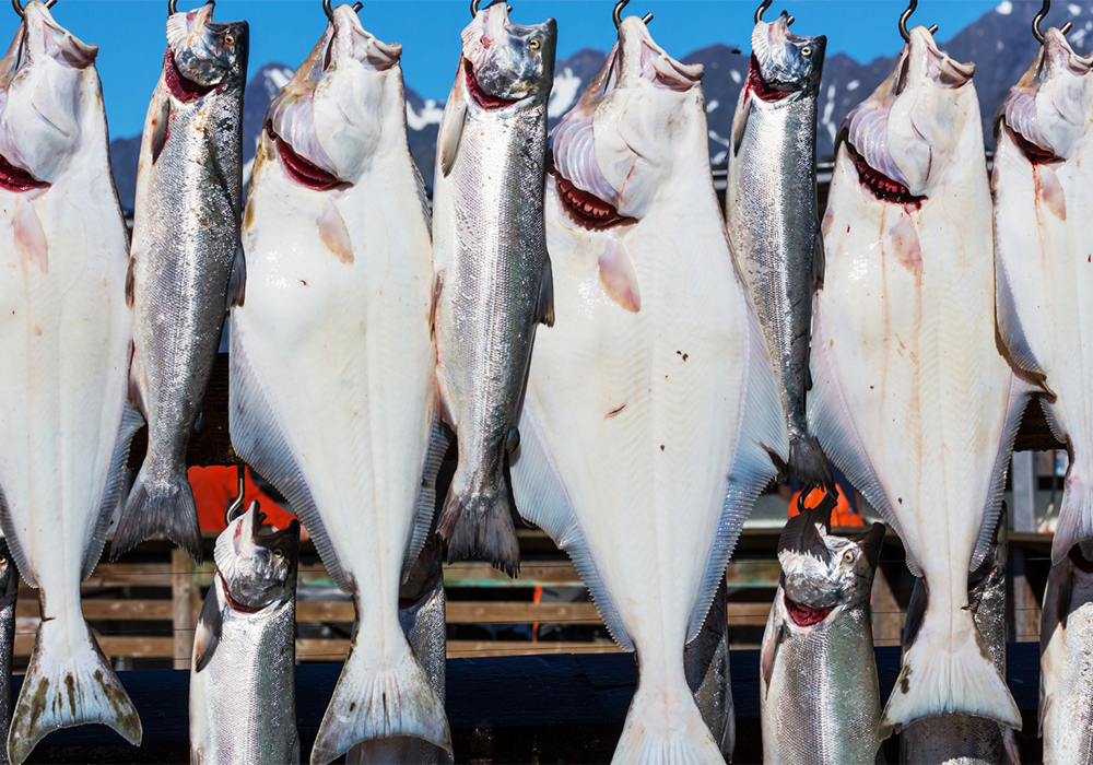 halibut on the hooks